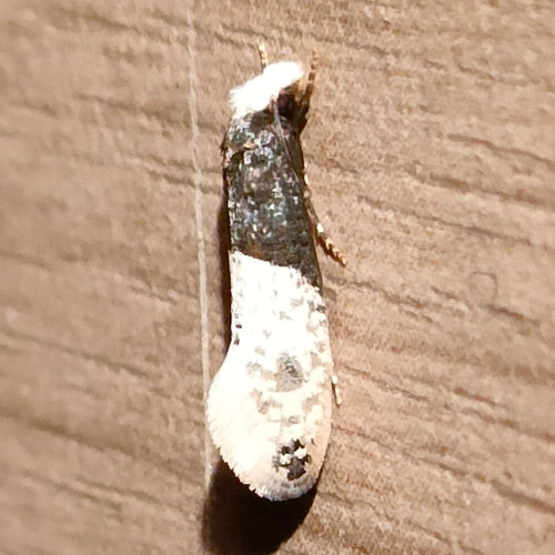 Tapetenmotte — Bild 1 von 3