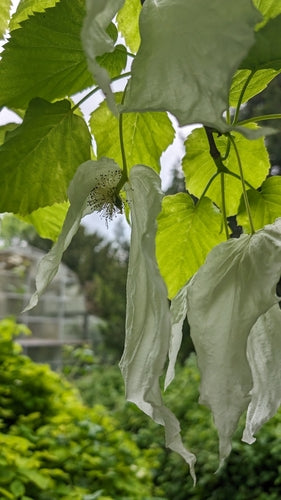 Taschentuchbaum — Bild 5 von 10