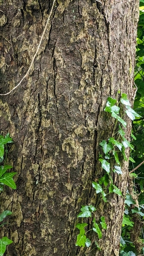 Taschentuchbaum — Bild 4 von 10