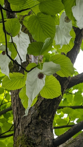 Taschentuchbaum — Bild 3 von 10