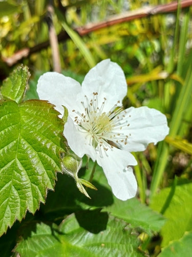 Taybeere — Bild 4 von 4