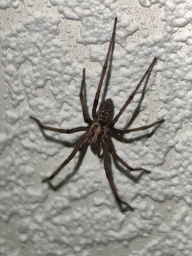 Tegenaria Atrica — Bild 2 von 8