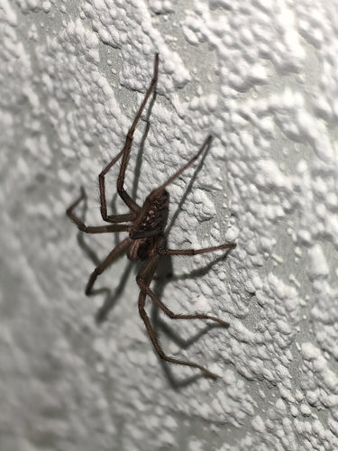 Tegenaria Atrica — Bild 1 von 8