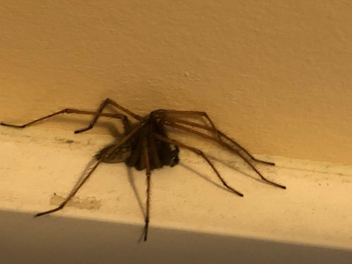 Tegenaria Atrica — Bild 4 von 8
