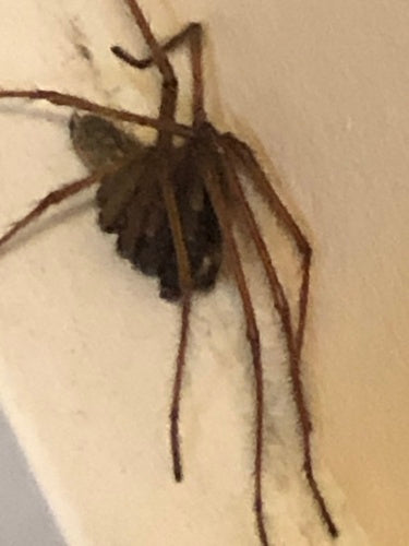 Tegenaria Atrica — Bild 3 von 8