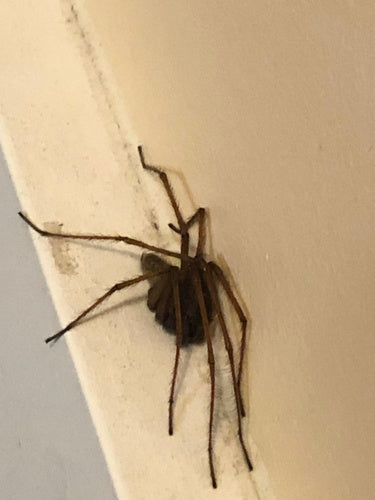 Tegenaria Atrica — Bild 5 von 8
