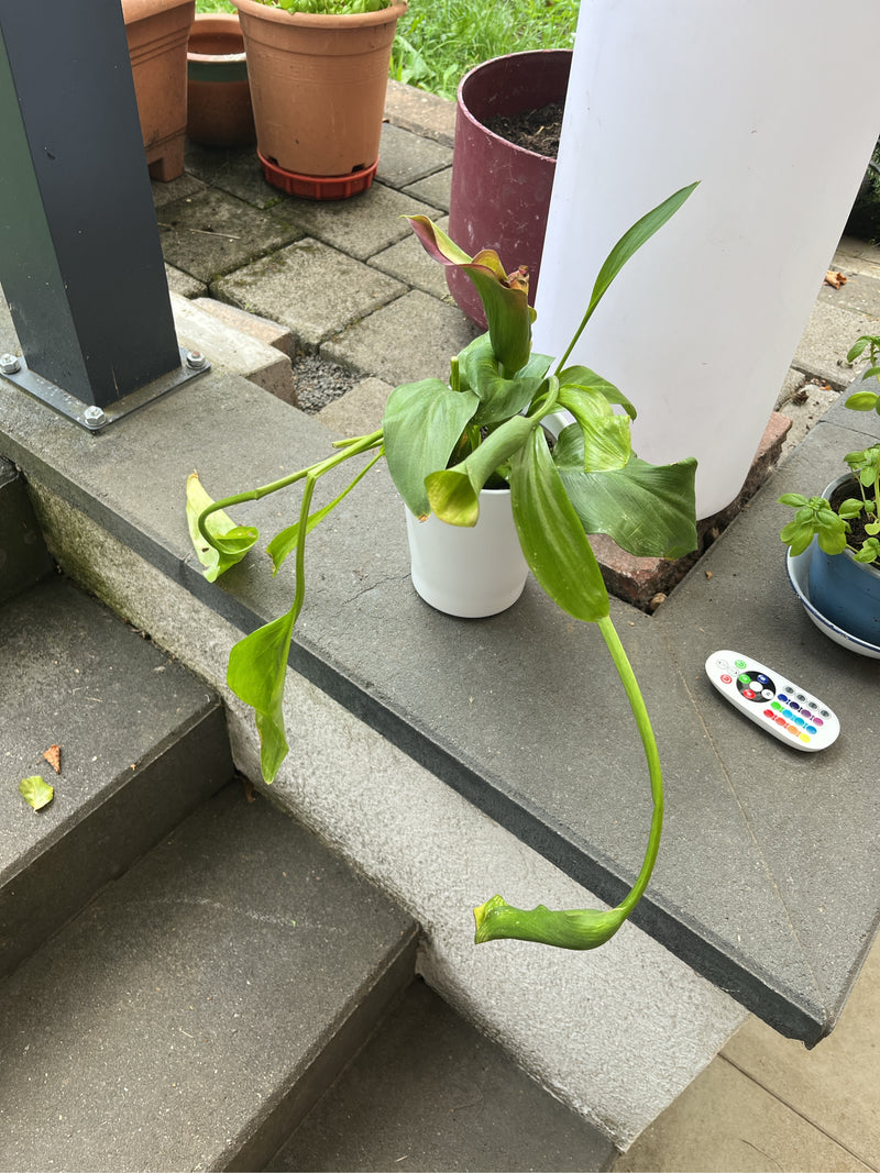 Calla — Bild 3