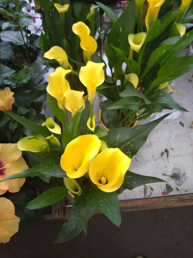 Calla — Bild 4