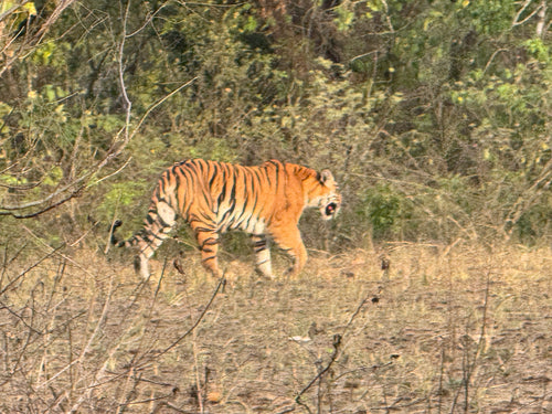 Tiger — Bild 5 von 10