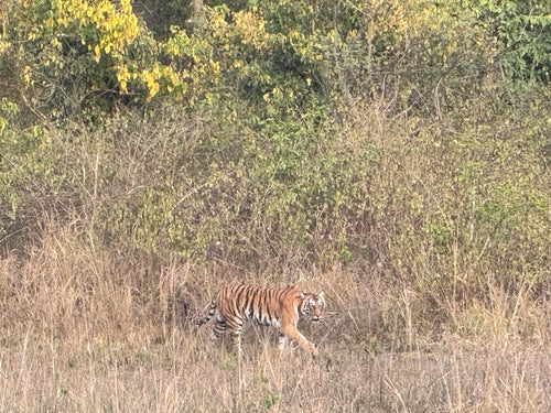 Tiger — Bild 4 von 10