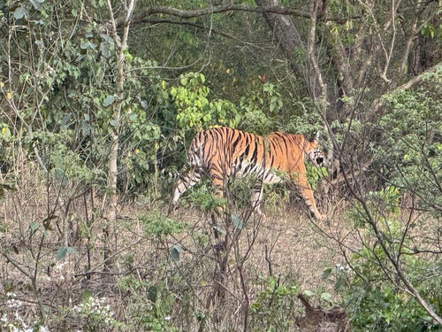 Tiger — Bild 3 von 10
