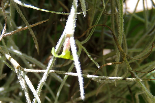 Tillandsien — Bild 2 von 9
