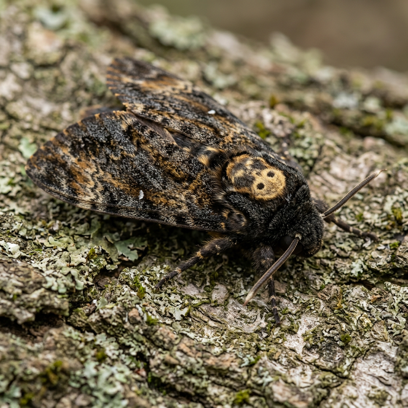 Totenkopfschwärmer (Acherontia atropos), KI-Illustration