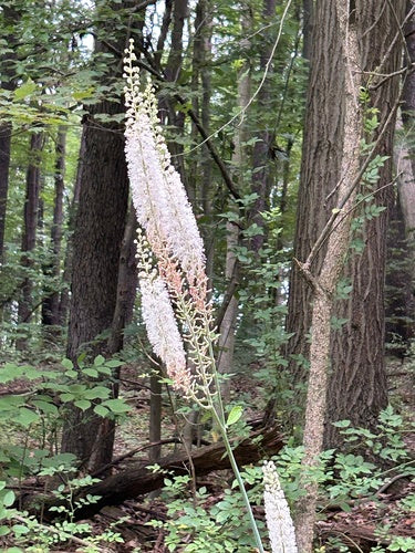 Traubensilberkerze — Bild 3 von 8