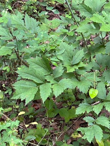 Traubensilberkerze — Bild 2 von 8