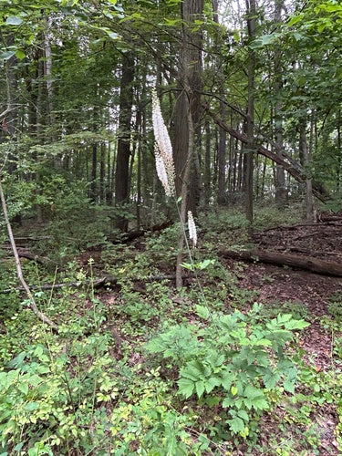 Traubensilberkerze — Bild 1 von 8