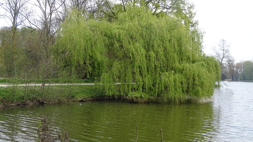 Trauerweide — Bild 5 von 11