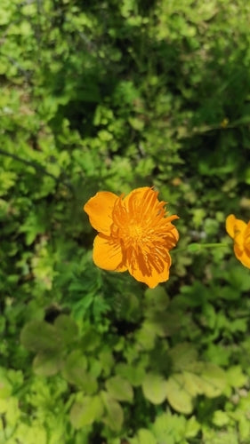 Trollblume — Bild 1 von 5