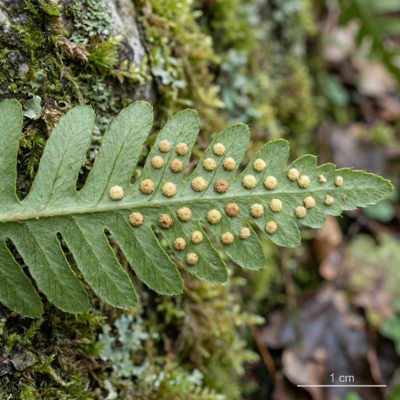 Tüpfelfarn (Polypodium vulgare), KI-Illustration