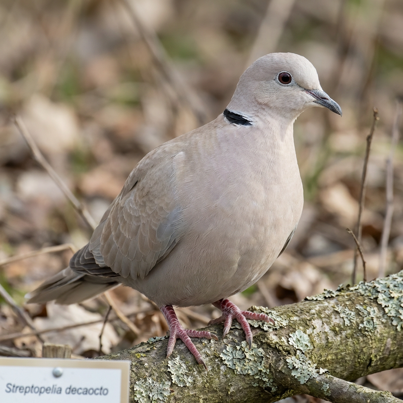 Türkentaube (Streptopelia decaocto), KI-Illustration