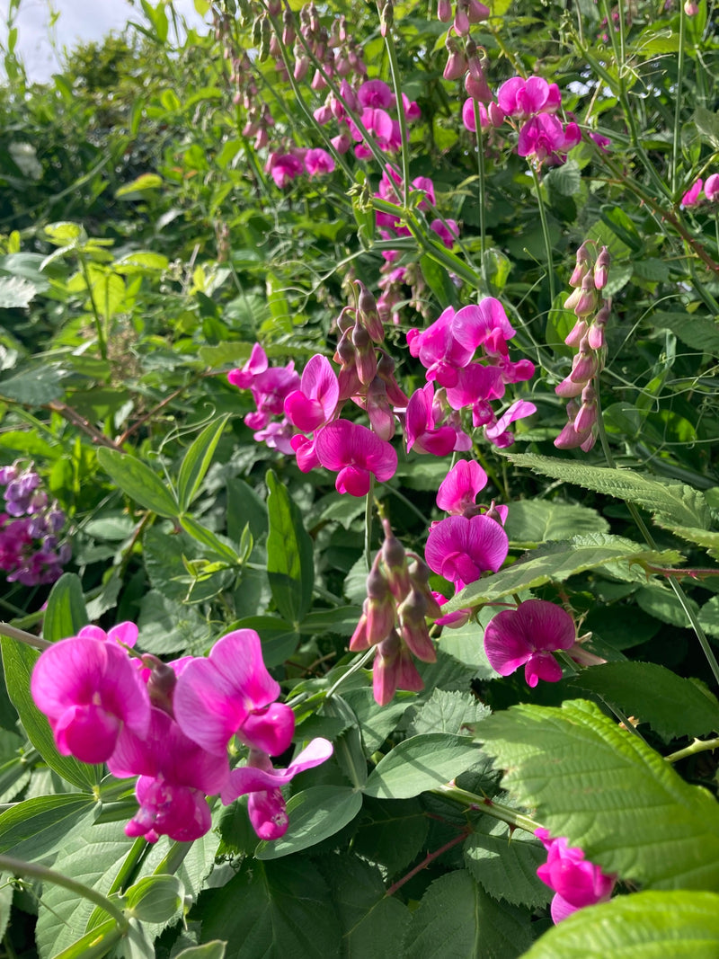 Lathyrus — Bild 1 von 1