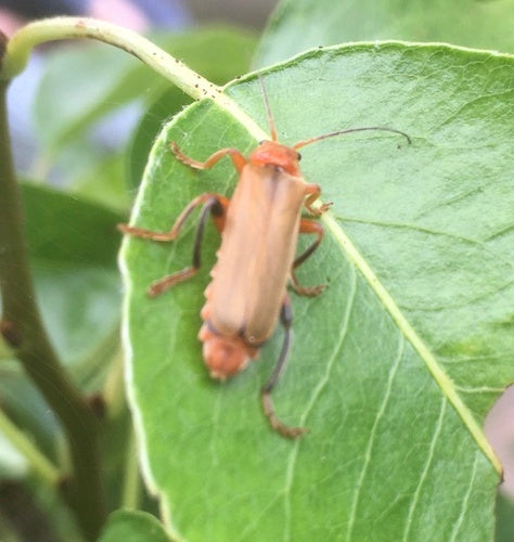 Variabler Weichkäfer — Bild 3 von 9