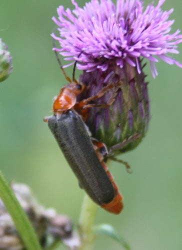 Variabler Weichkäfer — Bild 2 von 9