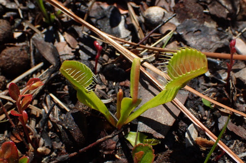 Venusfliegenfalle — Bild 5 von 9