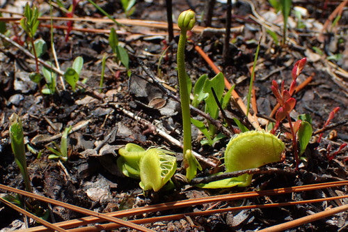 Venusfliegenfalle — Bild 3 von 9