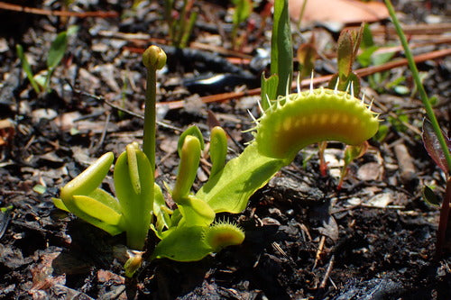 Venusfliegenfalle — Bild 2 von 9