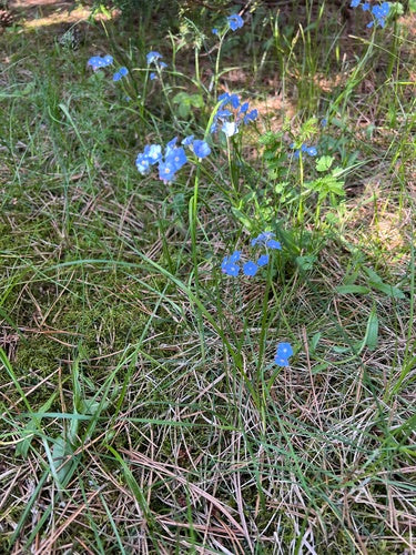Vergissmeinnicht — Bild 3 von 8