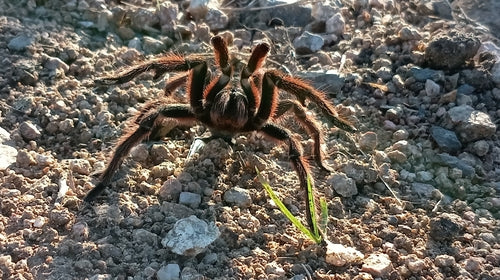 Vogelspinne — Bild 2 von 9