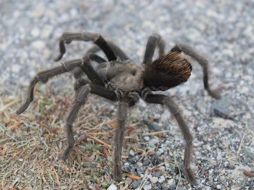 Vogelspinne — Bild 5 von 9