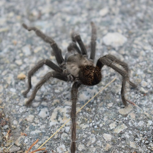 Vogelspinne — Bild 3 von 9
