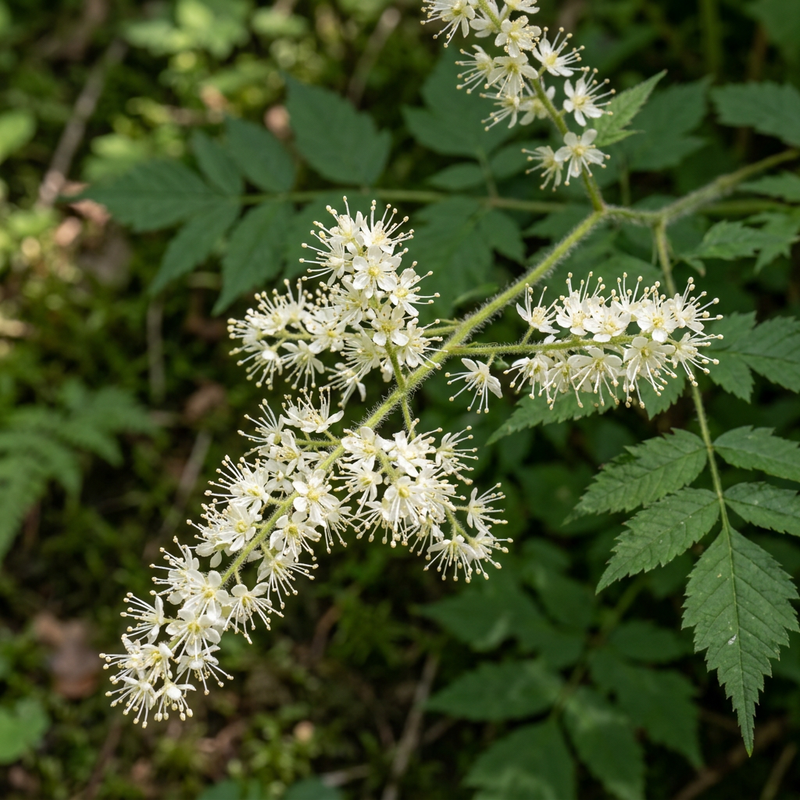 Wald-Geißbart (Aruncus dioicus), KI-Illustration
