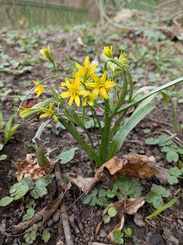 Wald-Goldstern — Bild 4 von 8