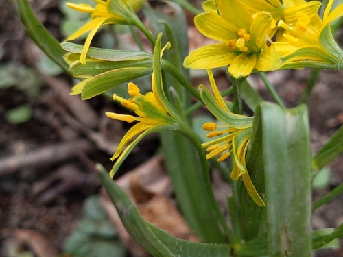 Wald-Goldstern — Bild 3 von 8