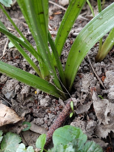 Wald-Goldstern — Bild 2 von 8