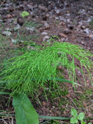 Wald-Schachtelhalm — Bild 4 von 9