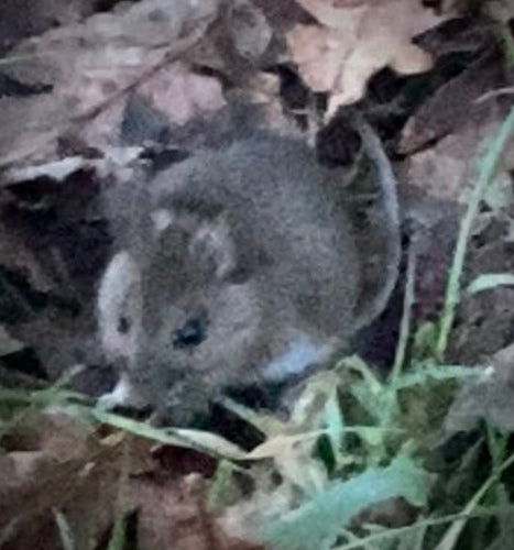 Waldmaus — Bild 5 von 11