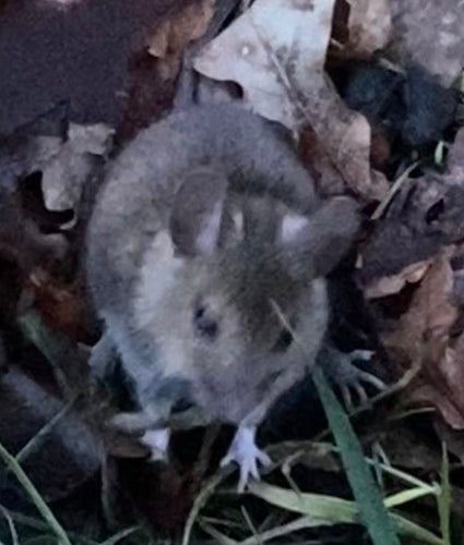 Waldmaus — Bild 4 von 11