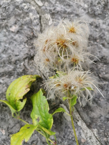 Waldreben — Bild 4 von 11