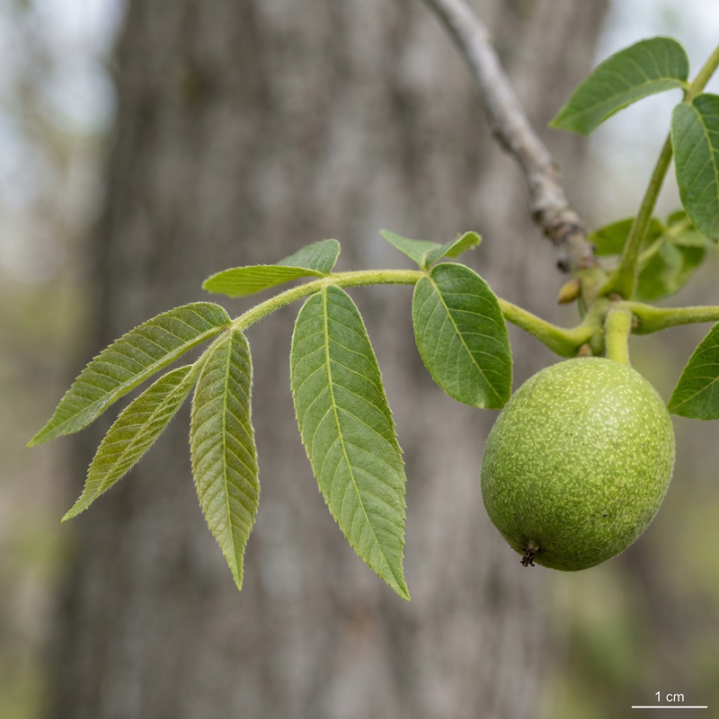 Walnussbaum (Juglans regia), KI-Illustration