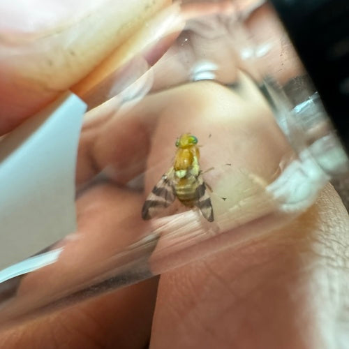 Walnussfruchtfliege — Bild 5 von 8