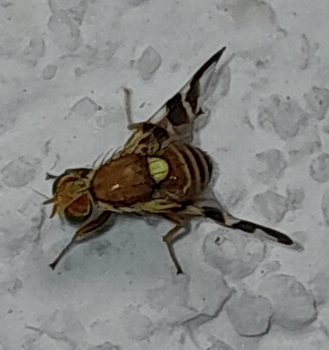 Walnussfruchtfliege — Bild 2 von 8