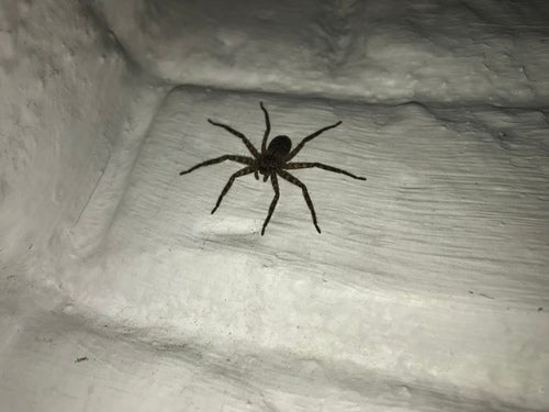 Wandkrabbenspinne — Bild 2 von 9