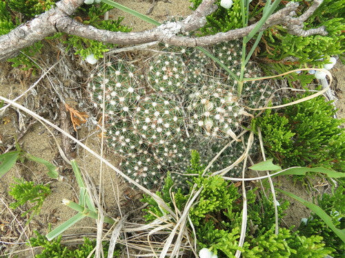 Warzenkaktus — Bild 2 von 9