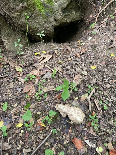 Waschbär — Bild 3
