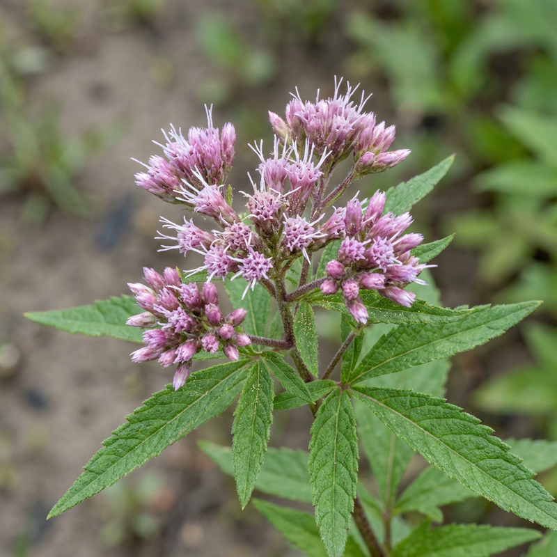 Wasserdost (Eupatorium cannabinum), KI-Illustration