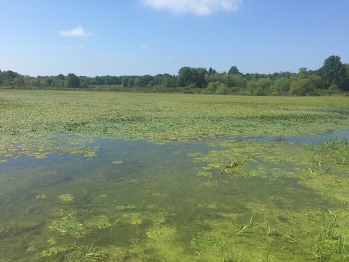 Wassernuss — Bild 5 von 8